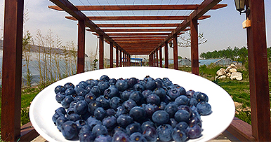 蓝莓鲜果的挑选方法