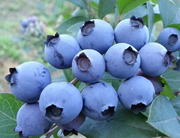 北部高丛蓝莓