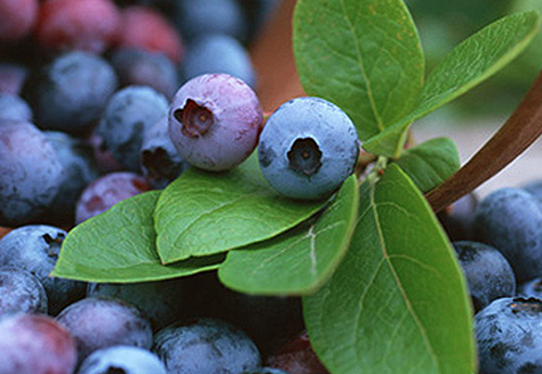 蓝莓建园条件