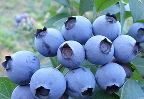 蓝莓盆栽技巧