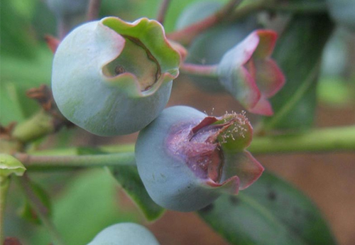蓝莓常见虫害及防治措施