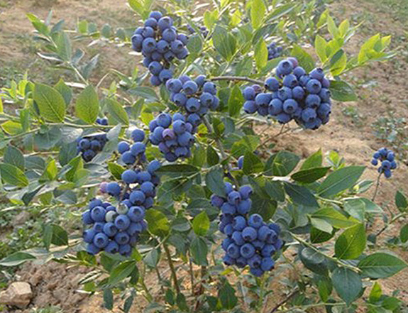 南部高丛蓝莓